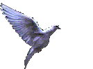 pigeon.gif