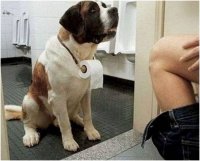 toiletpaper1.1444408674.jpg