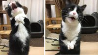 голодный котэ.jpeg